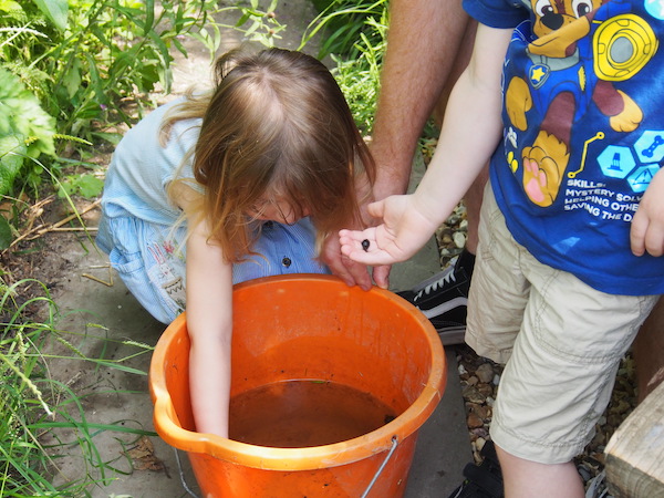 Finding insects in a bucket of water